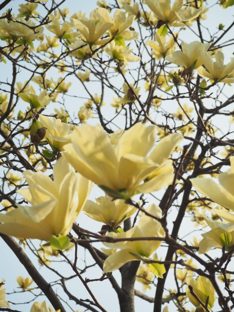 Magnolia 'Honey Tulip'®, Magnolie 'Honey Tulip'® im Onlineshop der Bohlken Baumschulen