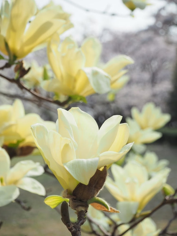 Magnolia 'Honey Tulip'®, Magnolie 'Honey Tulip'® im Onlineshop der Bohlken Baumschulen