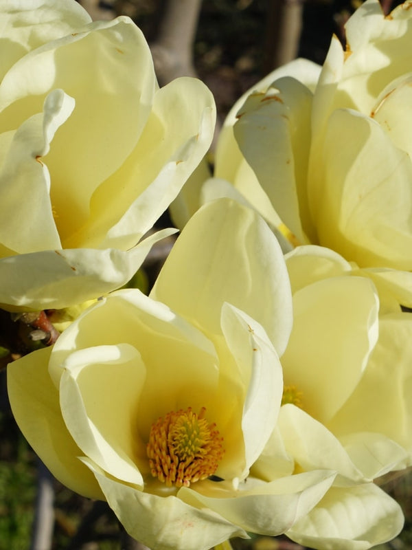 Magnolia 'Honey Tulip'®, Magnolie 'Honey Tulip'® im Onlineshop der Bohlken Baumschulen