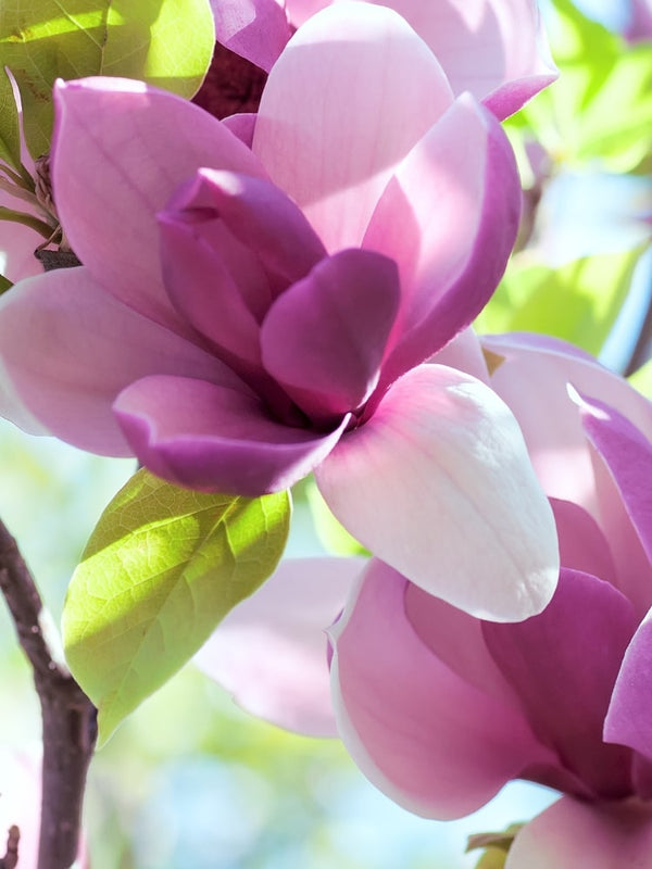 Magnolia 'March Til Frost', Magnolie 'March Till Frost' im Onlineshop der Bohlken Baumschulen