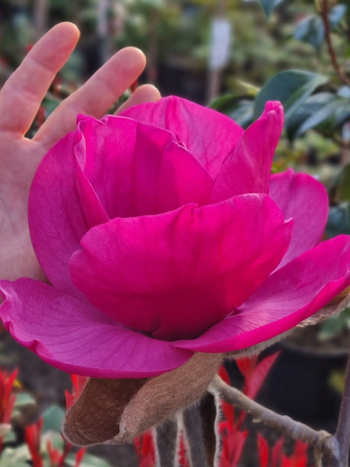 Jetzt Magnolie 'Meganolia' ® online kaufen bei Bohlken Pflanzenversand –  Bohlken Pflanzenversand GbR