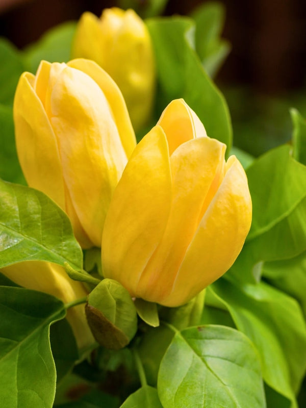 Magnolia 'Yellow Bird' | Magnolia brooklynensis 'Yellow Bird' im Onlineshop der Bohlken Baumschulen