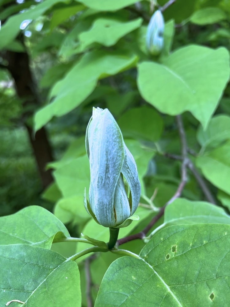 Magnolia acuminata 'Blue Opal', Magnolie 'Blue Opal', Gurken-Magnolie, Königs-Magnolie im Onlineshop der Bohlken Baumschulen