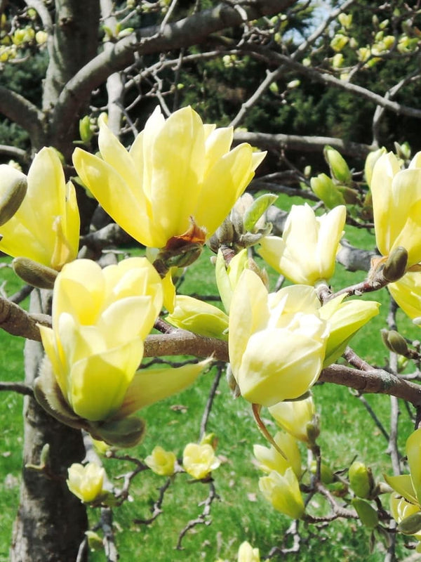 Gurken-Magnolie 'Yellow Lantern'