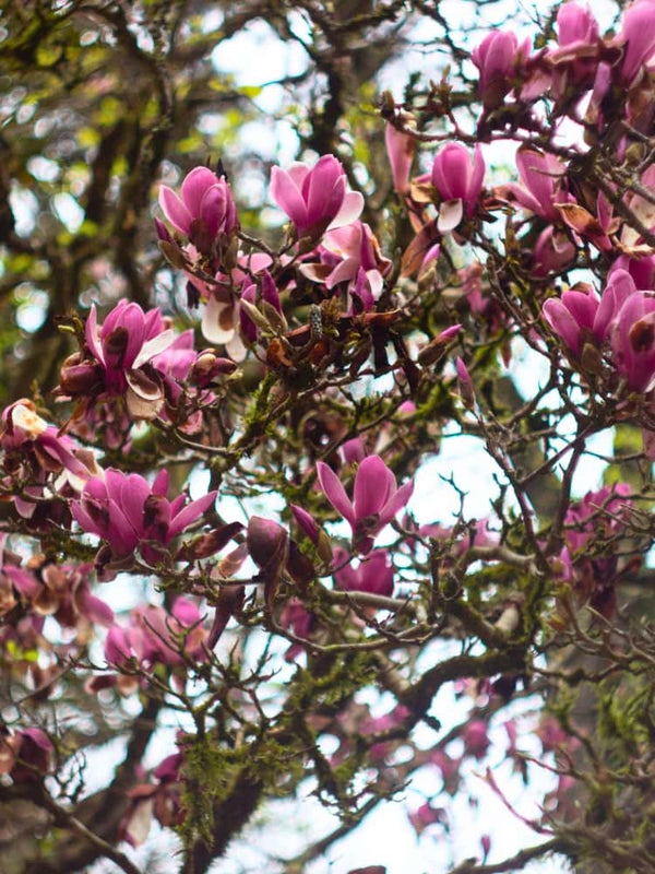 Magnolia denudata 'Festirose' ®, Yulan-Magnolie 'Festirose' ® im Onlineshop der Bohlken Baumschulen