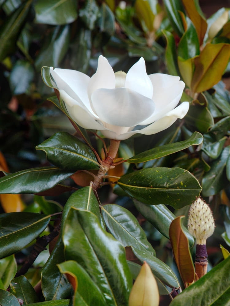 Magnolia grandiflora 'Alta' ®, Immergrüne Magnolie 'Alta' ® im Onlineshop der Bohlken Baumschulen