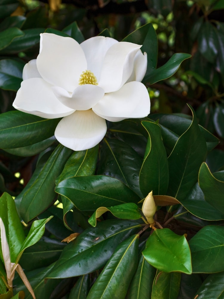 Magnolia grandiflora 'Alta' ®, Immergrüne Magnolie 'Alta' ® im Onlineshop der Bohlken Baumschulen
