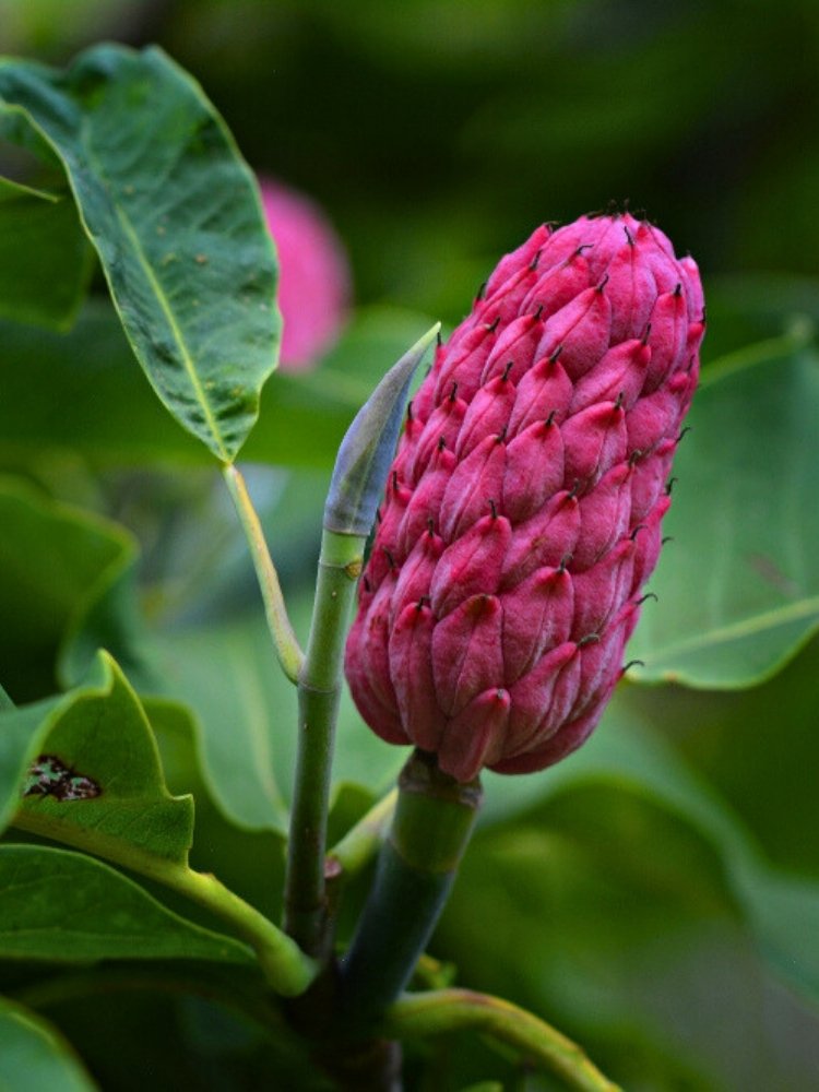 Magnolia tripetala | Schirmmagnolie im Onlineshop der Bohlken Baumschulen