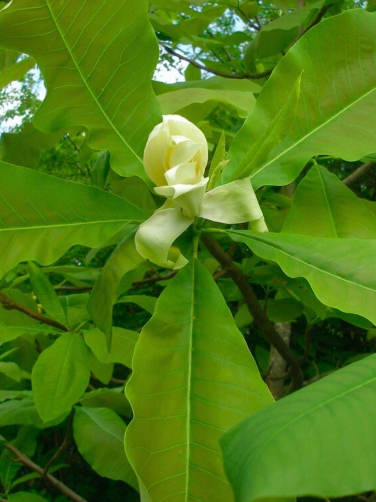 Magnolia tripetala | Schirmmagnolie im Onlineshop der Bohlken Baumschulen