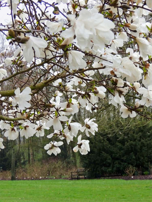 Magnolia x loebneri 'Merrill', Magnolie 'Merrill' im Onlineshop der Bohlken Baumschulen