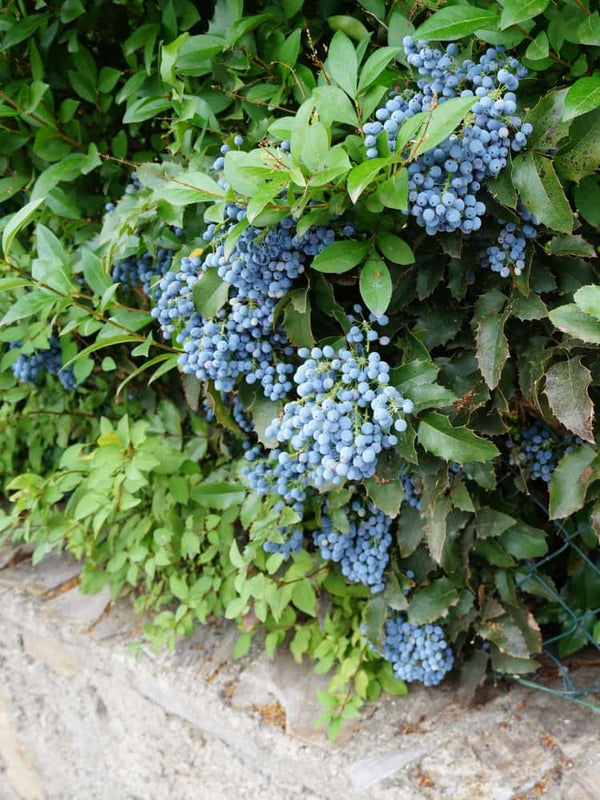 Gewöhnliche Mahonie Frucht, Mahonia aquifolium kaufen im Online-Shop der Bohlken Baumschulen
