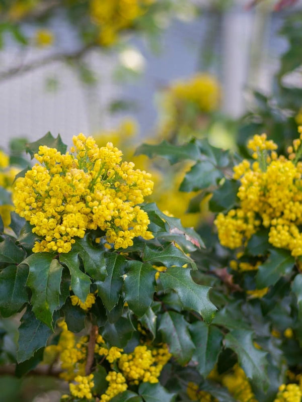 Gewöhnliche Mahonie, Mahonia aquifolium kaufen im Online-Shop der Bohlken Baumschulen