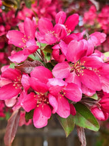 Malus 'Coccinella' ®, Zierapfel 'Coccinella' ® im Onlineshop der Bohlken Baumschulen