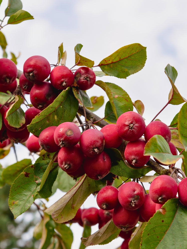 Malus 'Coccinella', ®Zierapfel 'Coccinella' ® im Onlineshop der Bohlken Baumschulen