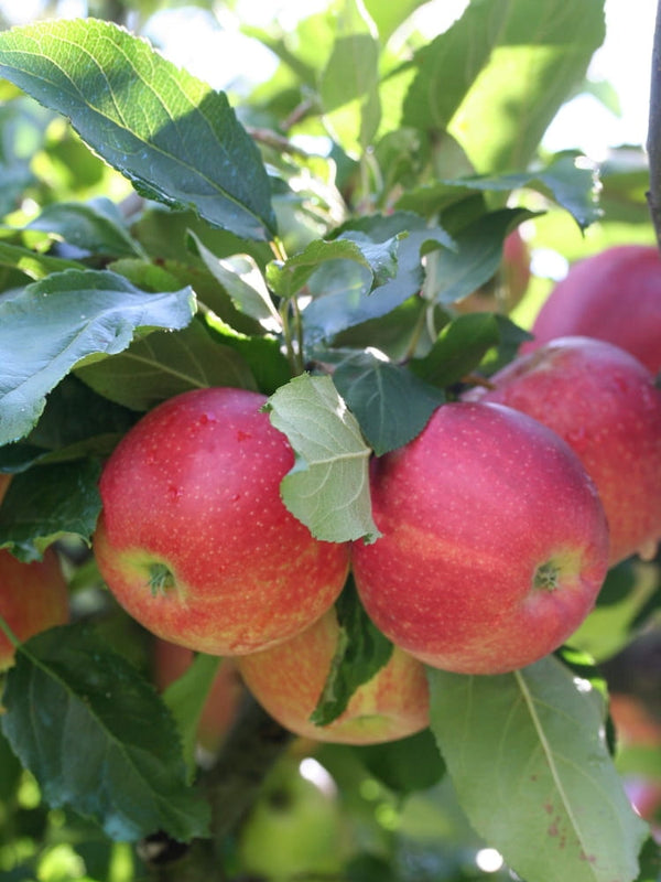 Malus domestica 'Florina', Apfel 'Florina' im Onlineshop der Bohlken Baumschulen