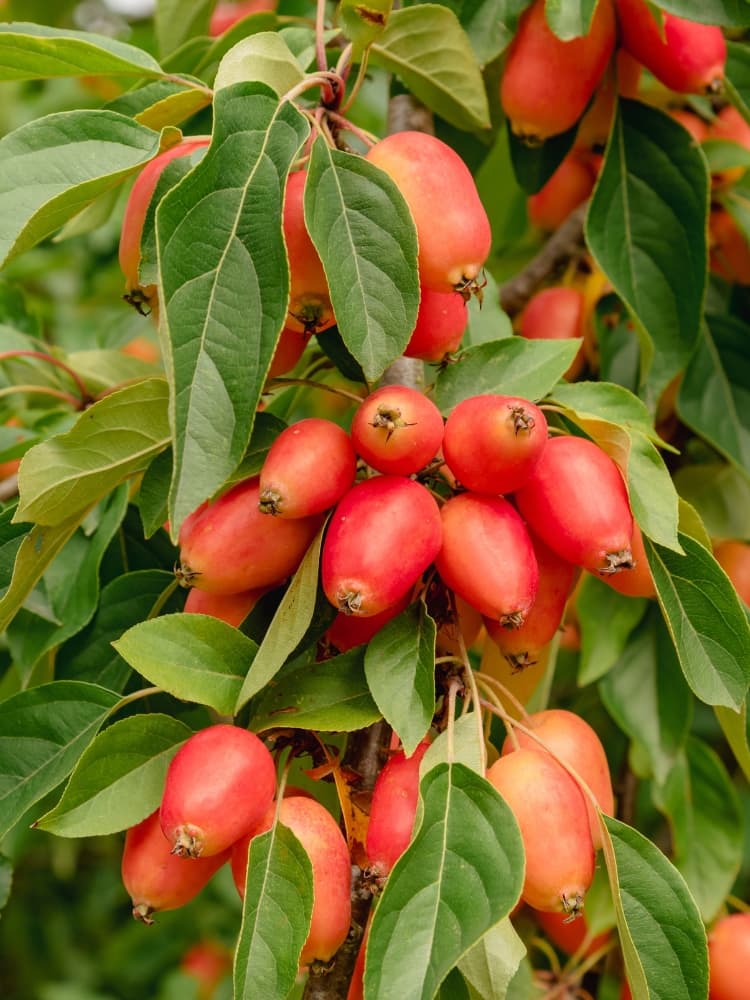 Malus 'John Downie', Zierapfel 'John Downie' im Onlineshop der Bohlken Baumschulen