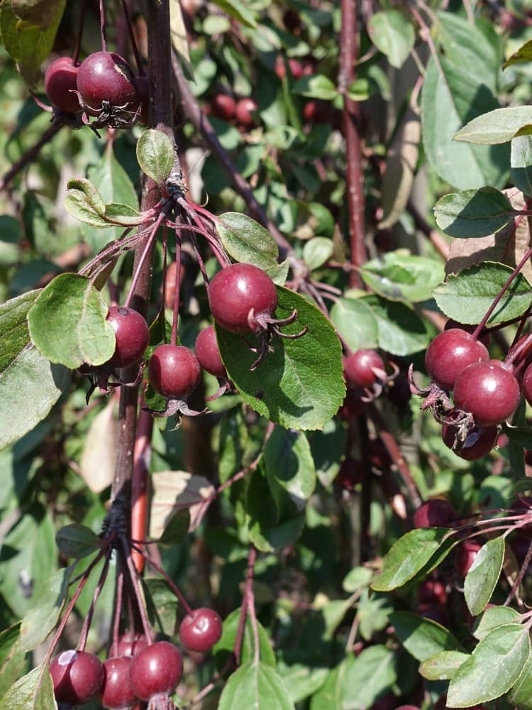 Zierapfel, Malus 'Royal Beauty'  kaufen im Online-Sop der Bohlken Baumschulen