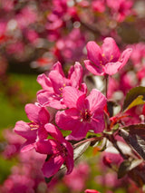 Zierapfel, Malus 'Royal Beauty'  kaufen im Online-Sop der Bohlken Baumschulen