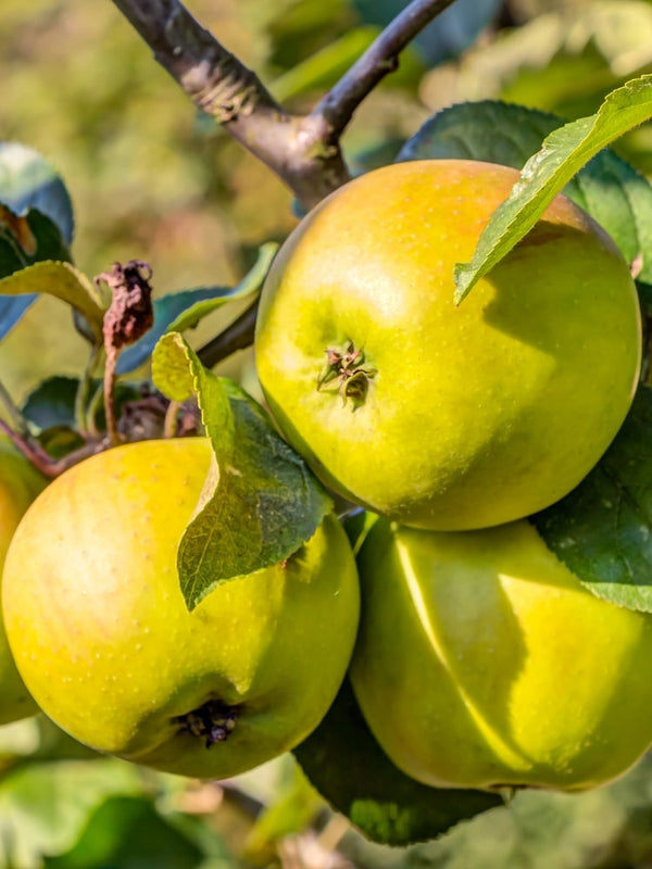 Apfel 'Golden Delicious', Malus domestica 'Golden Delicious' im Onlineshop der Bohlken Baumschulen
