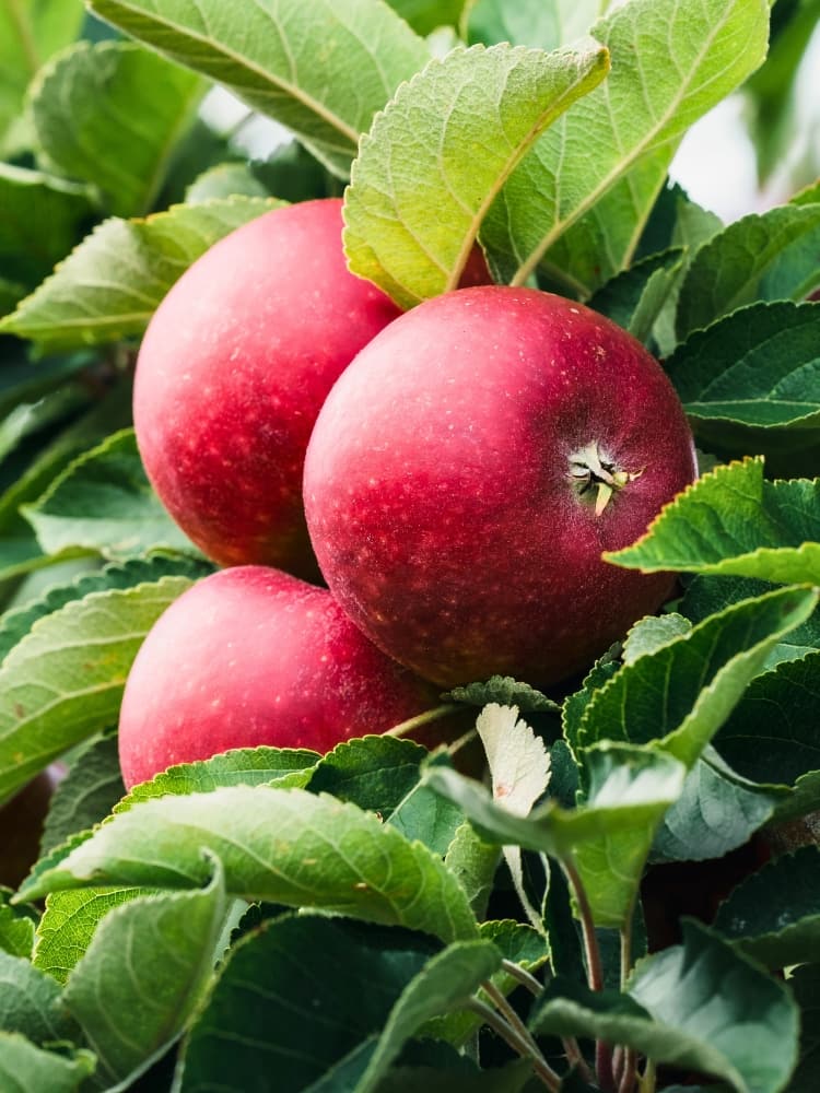 Apfel 'Ingrid Marie', Malus domestica 'Ingrid Marie' im Onlineshop der Bohlken Baumschulen