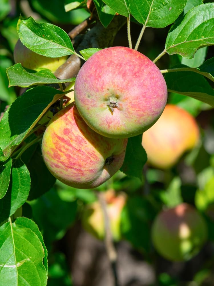 Malus domestica 'Pilot' ®, Apfel 'Pilot' ® im Onlineshop der Bohlken Baumschulen