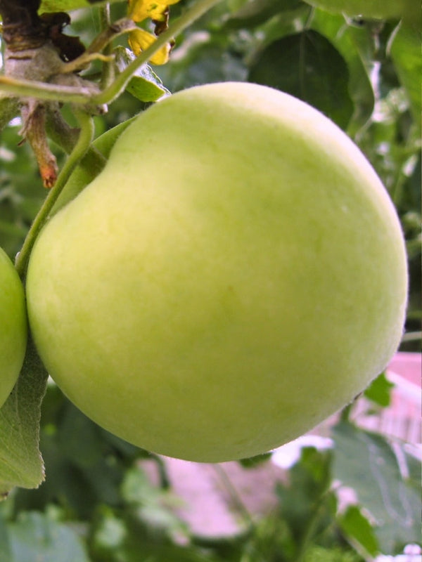 Malus domestica 'Weißer Klarapfel', Apfel 'Weißer Klarapfel' im Onlineshop der Bohlken Baumschulen