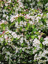 Wildapfel / Holzapfel | Malus sylvestris im Onlineshop der Bohlken Baumschulen