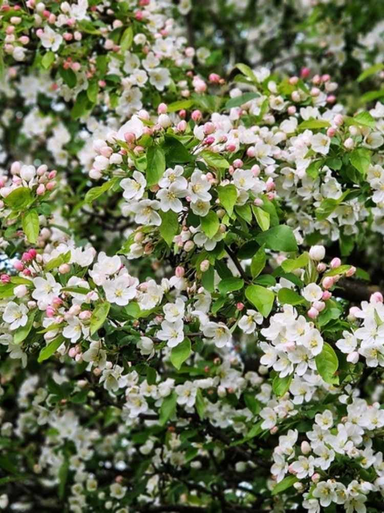 Wildapfel / Holzapfel | Malus sylvestris im Onlineshop der Bohlken Baumschulen