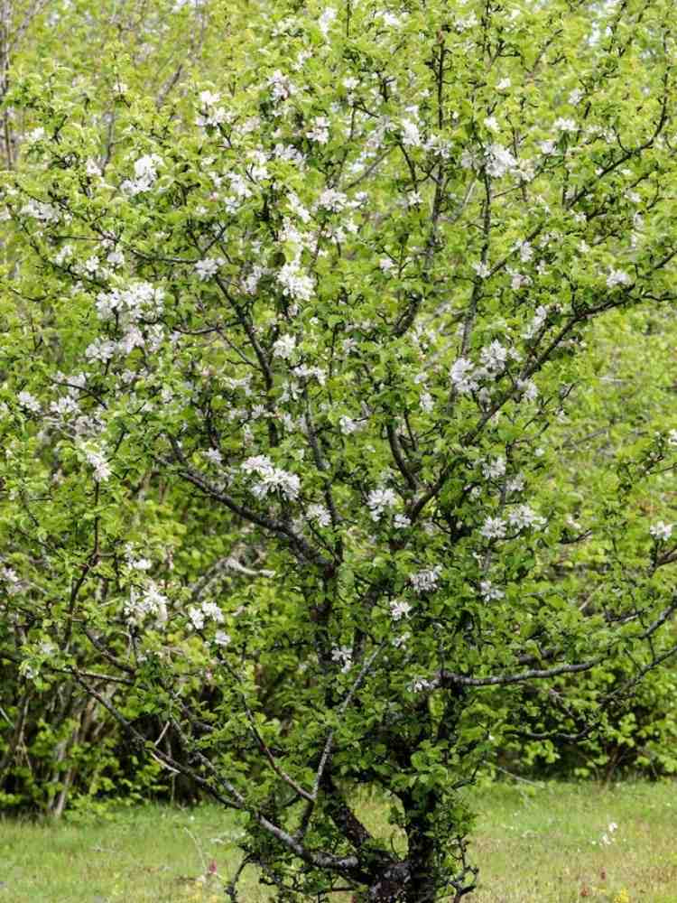 Wildapfel / Holzapfel | Malus sylvestris im Onlineshop der Bohlken Baumschulen