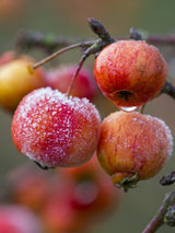 Wildapfel / Holzapfel | Malus sylvestris im Onlineshop der Bohlken Baumschulen