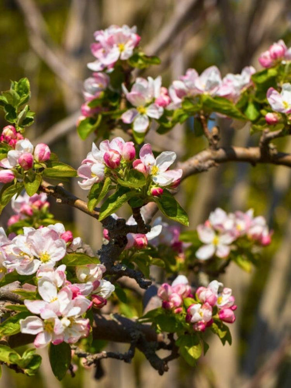 Wildapfel / Holzapfel | Malus sylvestris im Onlineshop der Bohlken Baumschulen