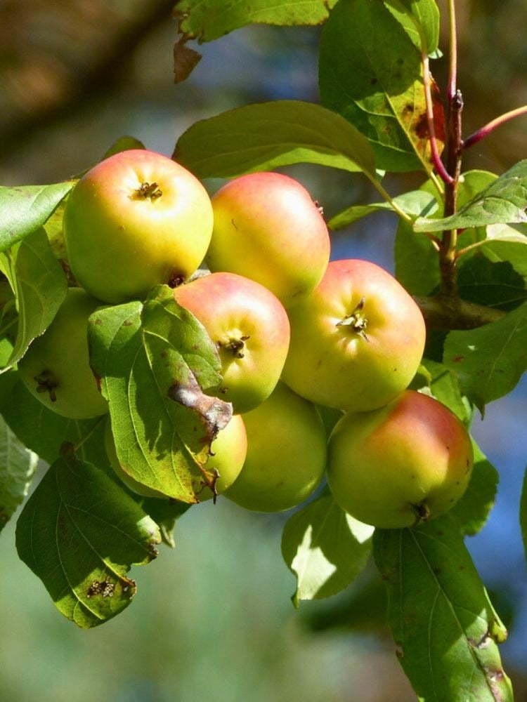 Wildapfel / Holzapfel | Malus sylvestris im Onlineshop der Bohlken Baumschulen