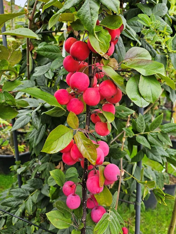 Malus transitoria 'Appletini' ®, Zwergapfel 'Appletini' ® im Onlineshop der Bohlken Baumschulen