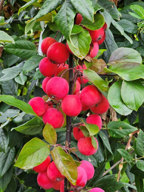 Malus transitoria 'Appletini' ®, Zwergapfel 'Appletini' ® im Onlineshop der Bohlken Baumschulen