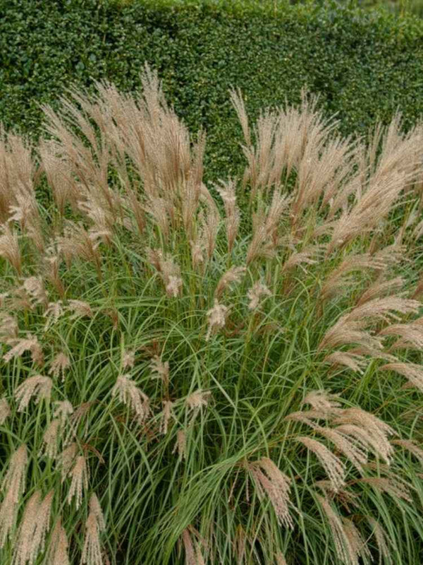 Miscanthus sinensis ‘Adagio’ | Chinaschilf im Onlineshop der Bohlken Baumschulen