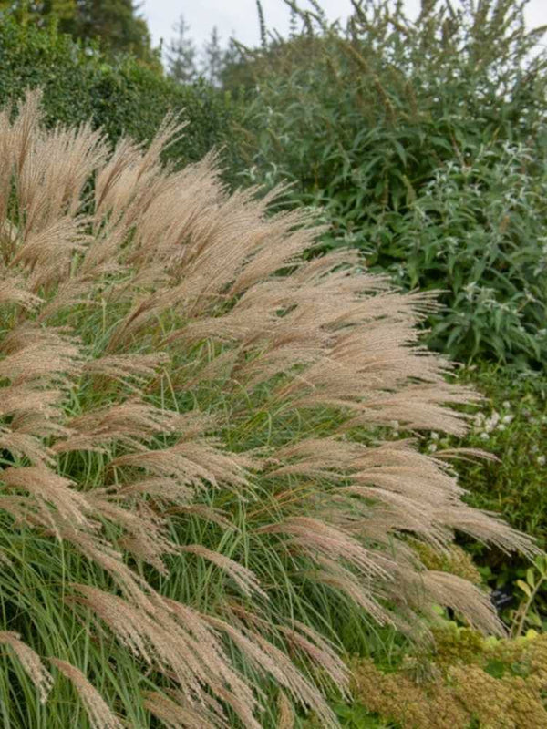 Miscanthus sinensis ‘Adagio’ | Chinaschilf im Onlineshop der Bohlken Baumschulen
