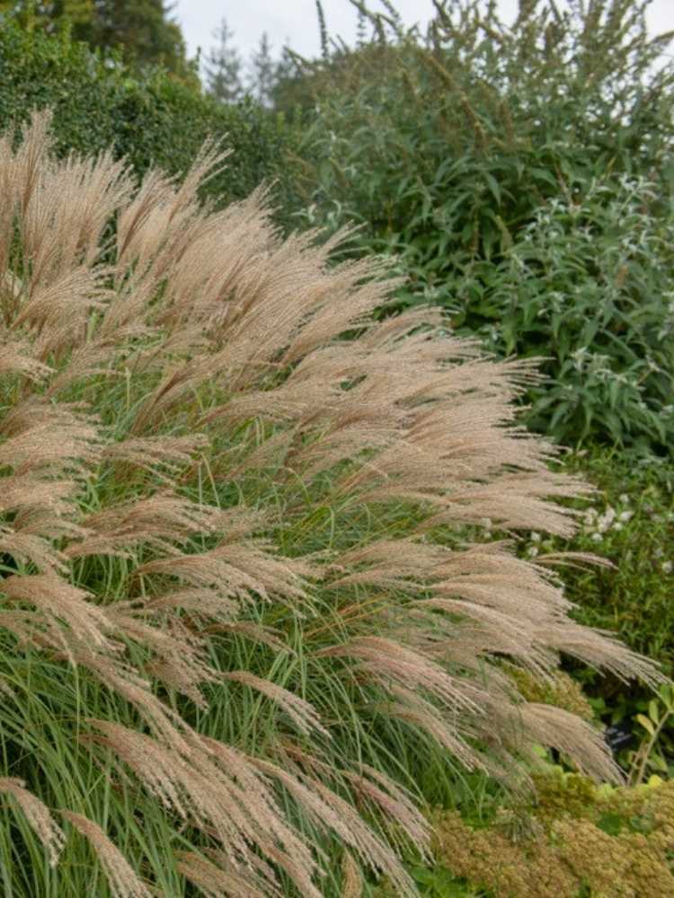 Miscanthus sinensis ‘Adagio’ | Chinaschilf im Onlineshop der Bohlken Baumschulen