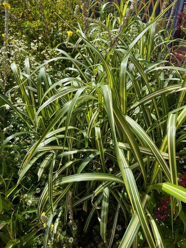 Chinaschilf 'Cosmopolitan', Miscanthus sinensis 'Cosmopolitan' im Onlineshop der Bohlken Baumschulen