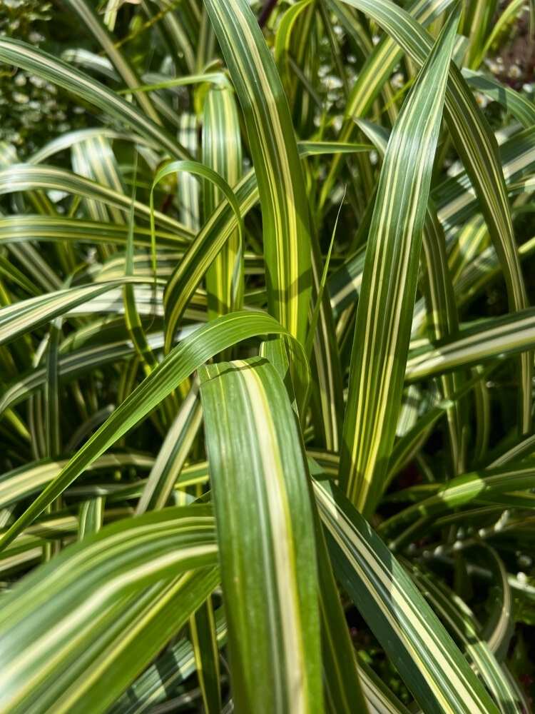 Chinaschilf 'Cosmopolitan', Miscanthus sinensis 'Cosmopolitan' im Onlineshop der Bohlken Baumschulen