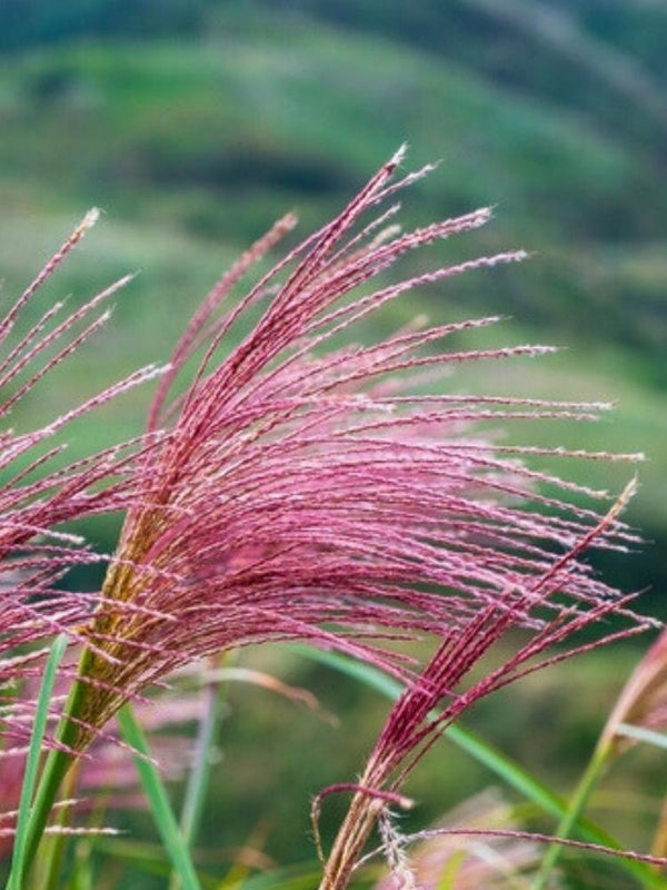 Chinaschilf 'Cosmopolitan', Miscanthus sinensis 'Cosmopolitan' im Onlineshop der Bohlken Baumschulen