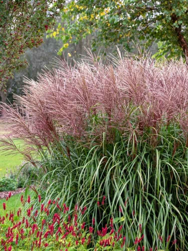 Miscanthus sinensis ‘Ferner Osten’ | Chinaschilf im Onlineshop der Bohlken Baumschulen