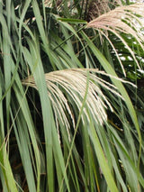 Miscanthus sinensis ‘Hermann Müssel’ | Chinaschilf im Onlineshop der Bohlken Baumschulen