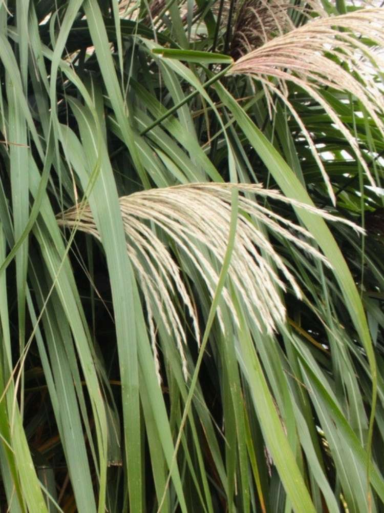 Miscanthus sinensis ‘Hermann Müssel’ | Chinaschilf im Onlineshop der Bohlken Baumschulen