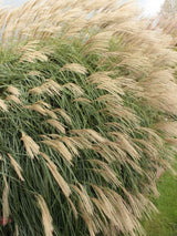 Miscanthus sinensis ‘Hermann Müssel’ | Chinaschilf im Onlineshop der Bohlken Baumschulen