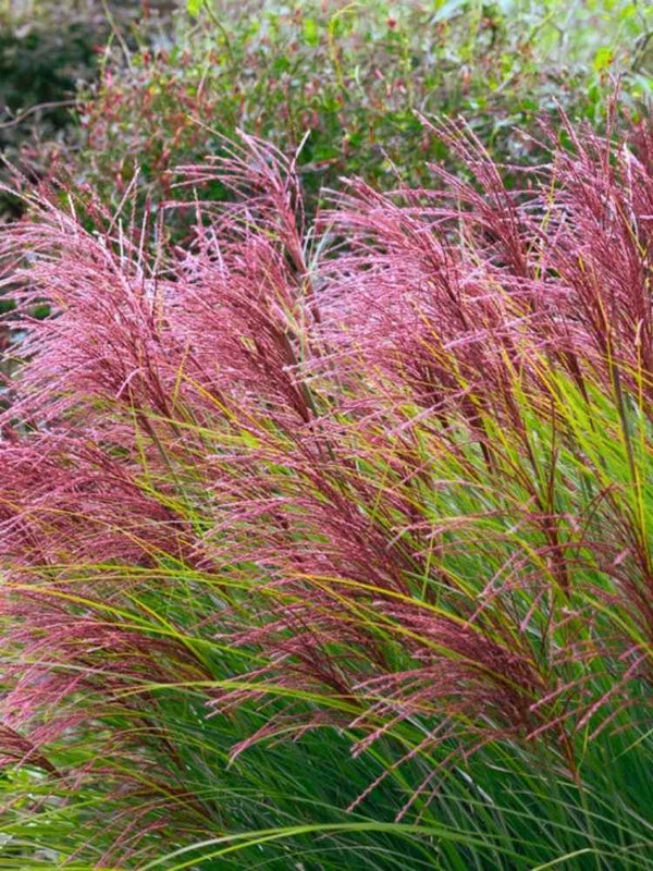 Chinaschilf 'Morning Light'