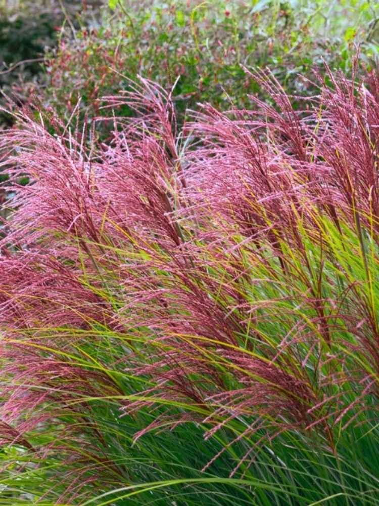 Chinaschilf 'Morning Light'