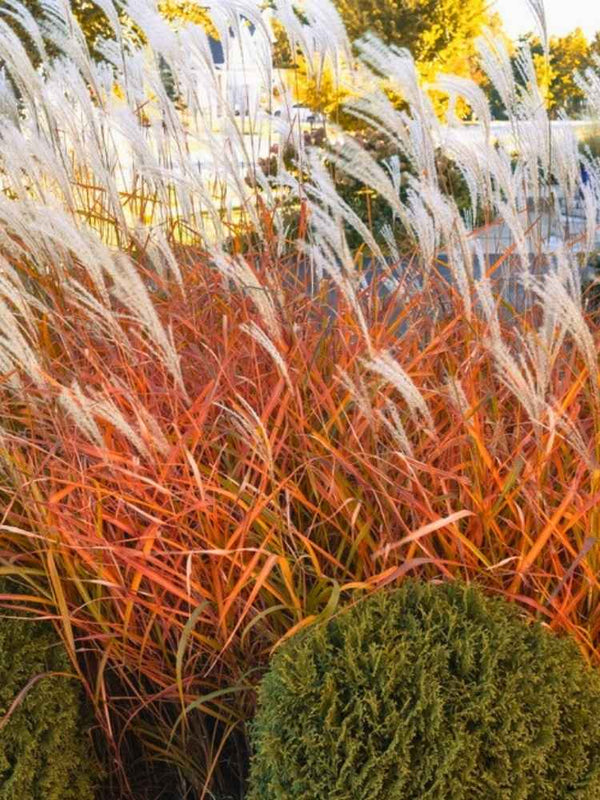 Miscanthus sinensis ‘Neil Lucas’ ® | Chinaschilf im Onlineshop der Bohlken Baumschulen