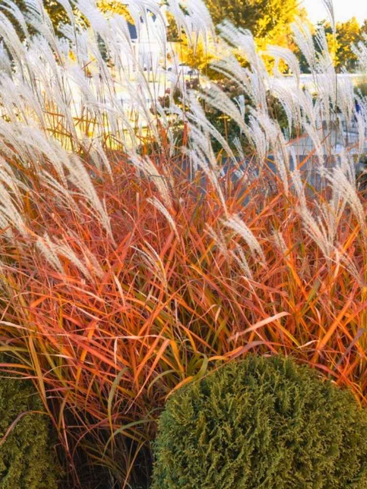 Miscanthus sinensis ‘Neil Lucas’ ® | Chinaschilf im Onlineshop der Bohlken Baumschulen