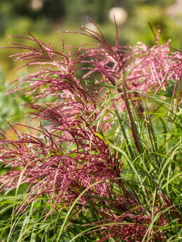 Chinaschilf 'Red Chief' | Miscanthus im Onlineshop  der Bohlken Baumschulen