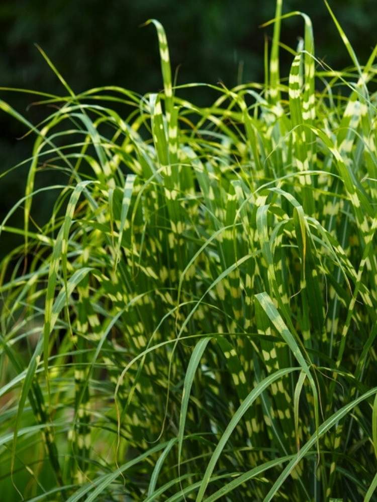 Miscanthus sinensis ‘Strictus Compact’ | Chinaschilf, Zwerg-Zebraschilf imOnlineshop der Bohlken Baumschulen